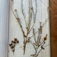 Vintage journal with dried flowers