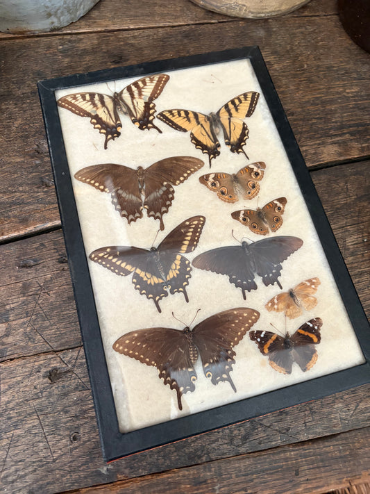 Vintage taxidermy butterfly collection