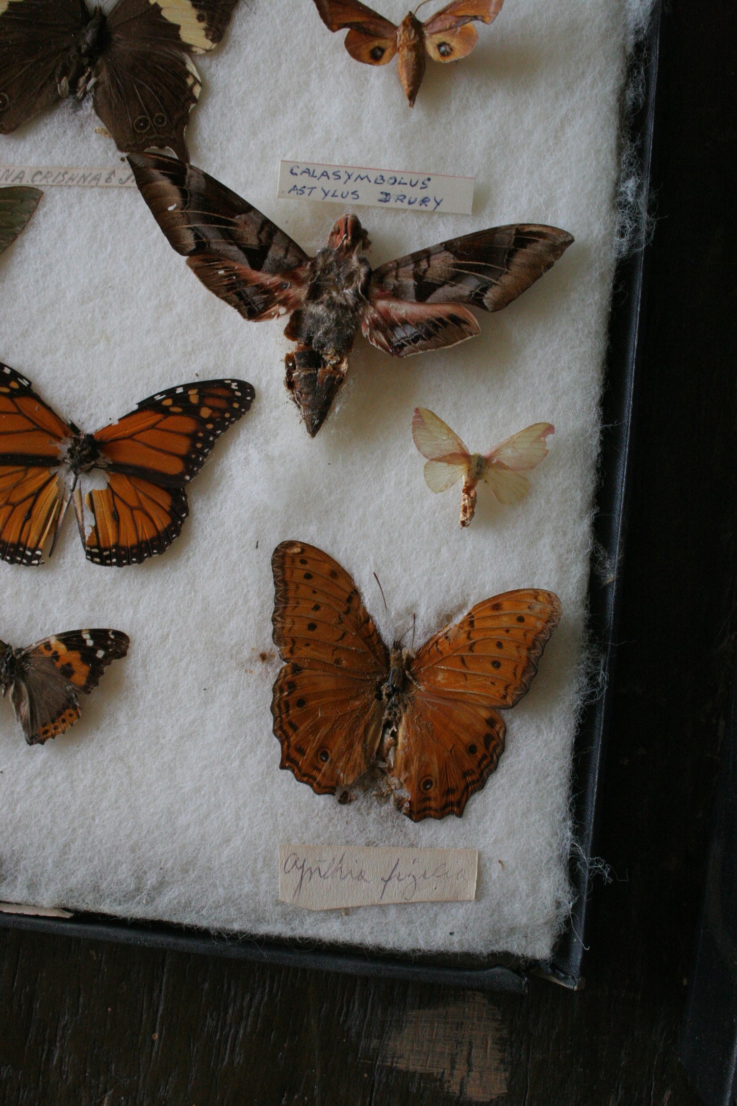 Vintage rare taxidermy butterfly collection in display case | specimens