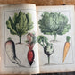 Rare Antique French botanical illustration book with 30 prints