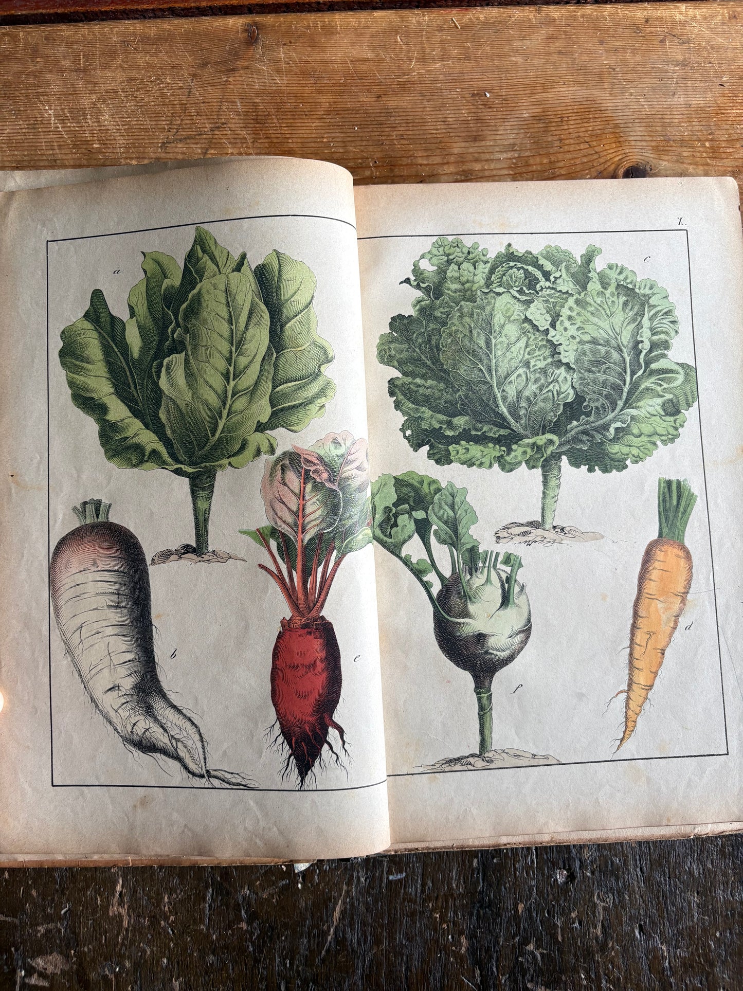 Rare Antique French botanical illustration book with 30 prints