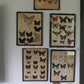 Vintage rare taxidermy butterfly collection in display case | specimens