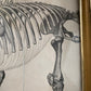 Antique lithograph of the Tinoceras ingens from the “Monographs of the United States Geological Survey" by Othniel Charles Marsh, published in 1886