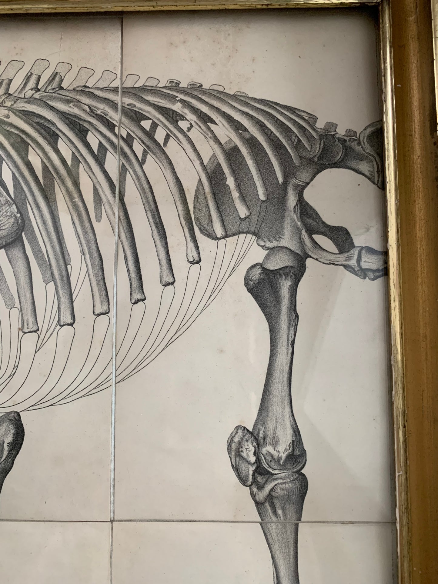 Antique lithograph of the Tinoceras ingens from the “Monographs of the United States Geological Survey" by Othniel Charles Marsh, published in 1886