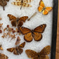Vintage taxidermy butterfly & dragon fly collection in riker specimen frame