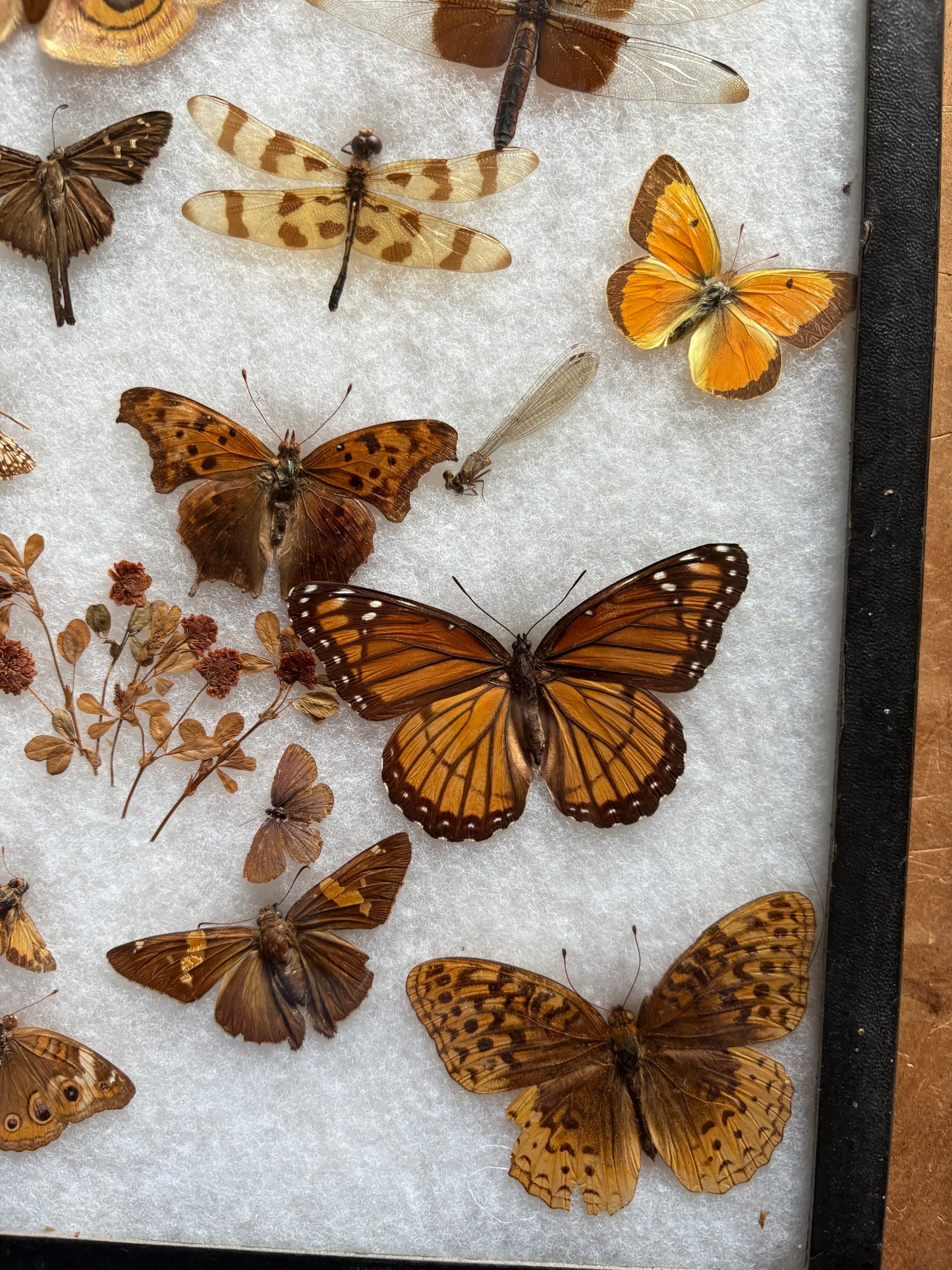 Vintage taxidermy butterfly & dragon fly collection in riker specimen frame