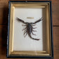 Vintage scorpion taxidermy