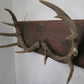 Vintage taxidermy large antlers on wood display