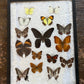 Vintage butterfly taxidermy in riker display case