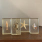 Vintage taxidermy sea specimen in acrylic block