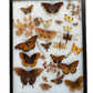 Vintage taxidermy butterfly & dragon fly collection in riker specimen frame