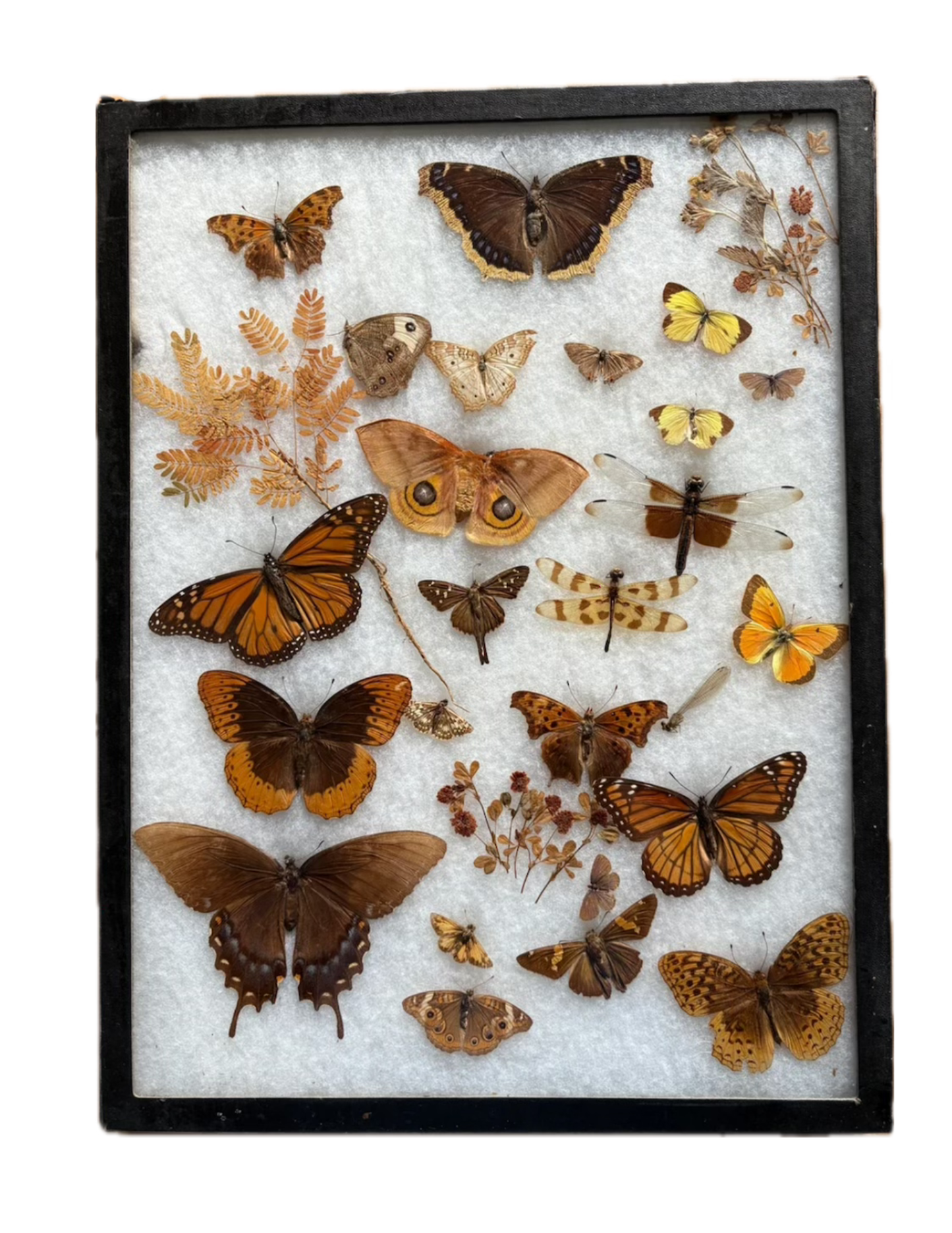 Vintage taxidermy butterfly & dragon fly collection in riker specimen frame