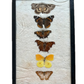 Vintage taxidermy butterfly collection in riker specimen frame