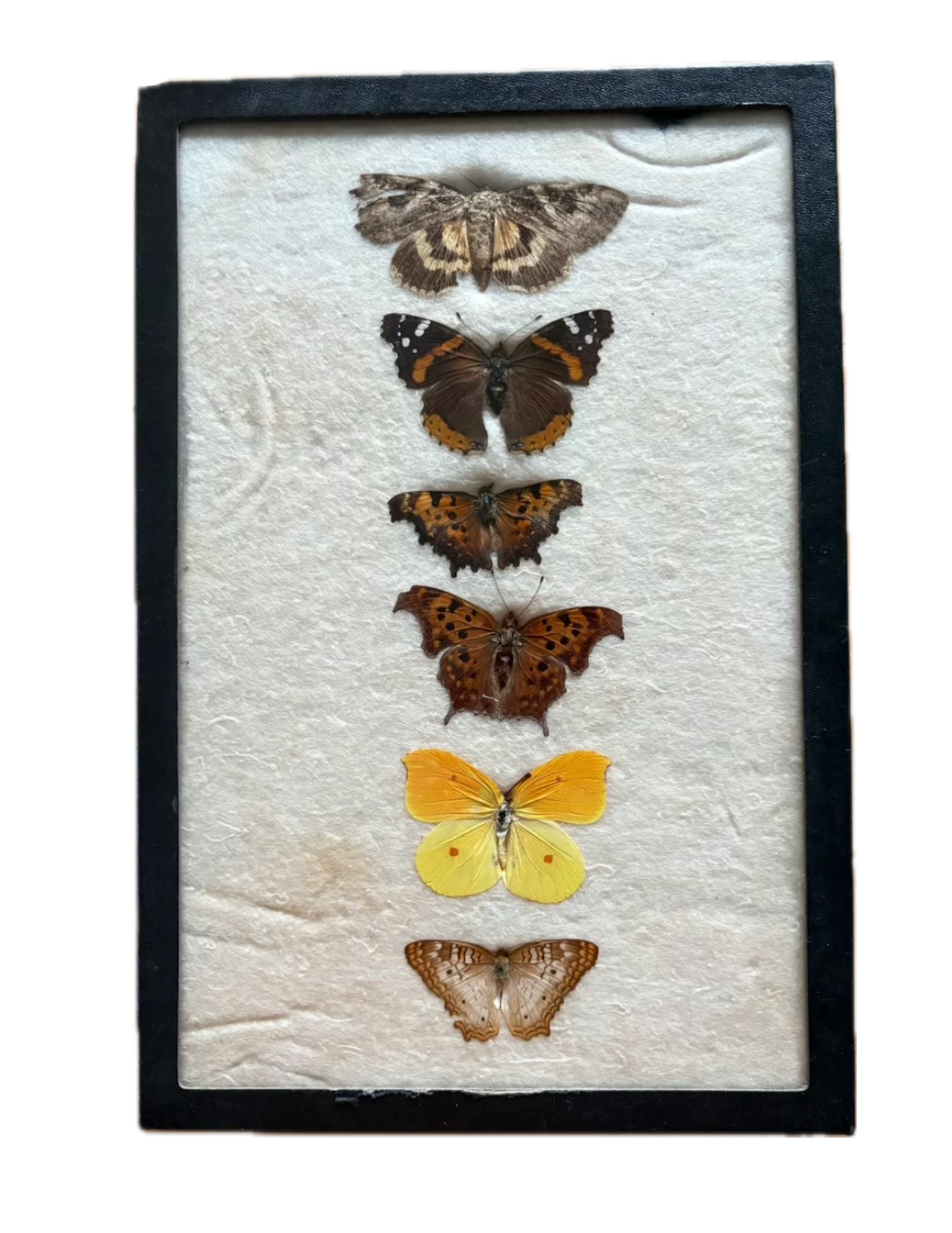 Vintage taxidermy butterfly collection in riker specimen frame