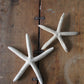 Set of Starfish