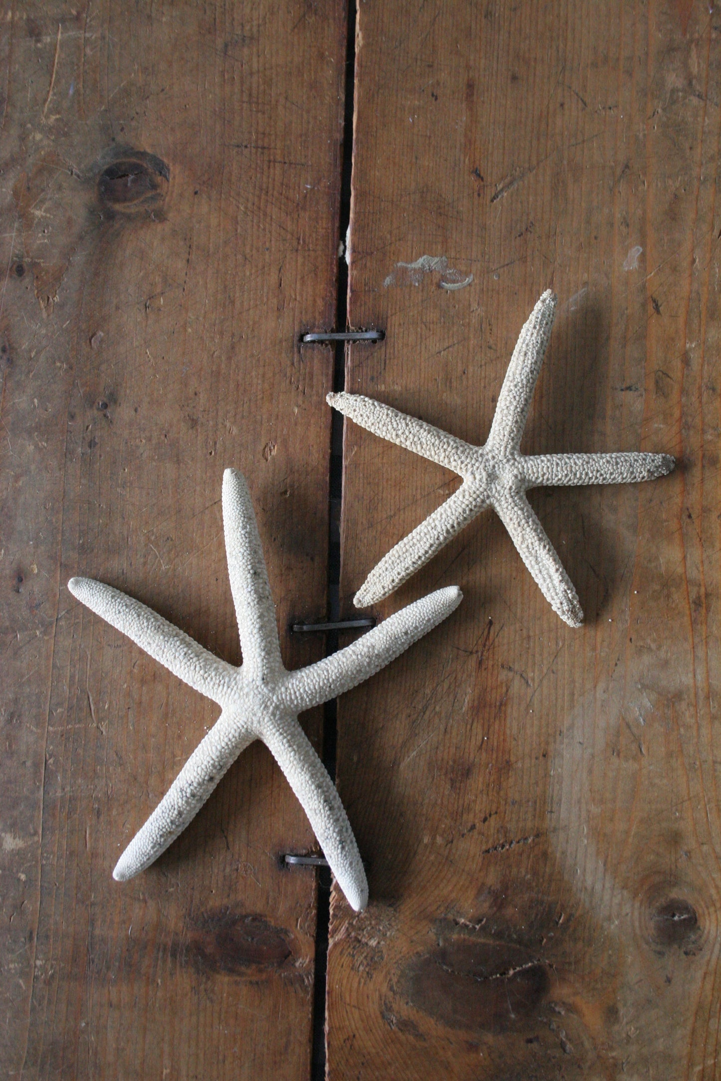 Set of Starfish