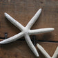 Set of Starfish