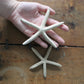 Set of Starfish