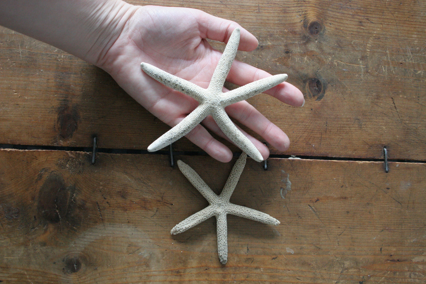 Set of Starfish