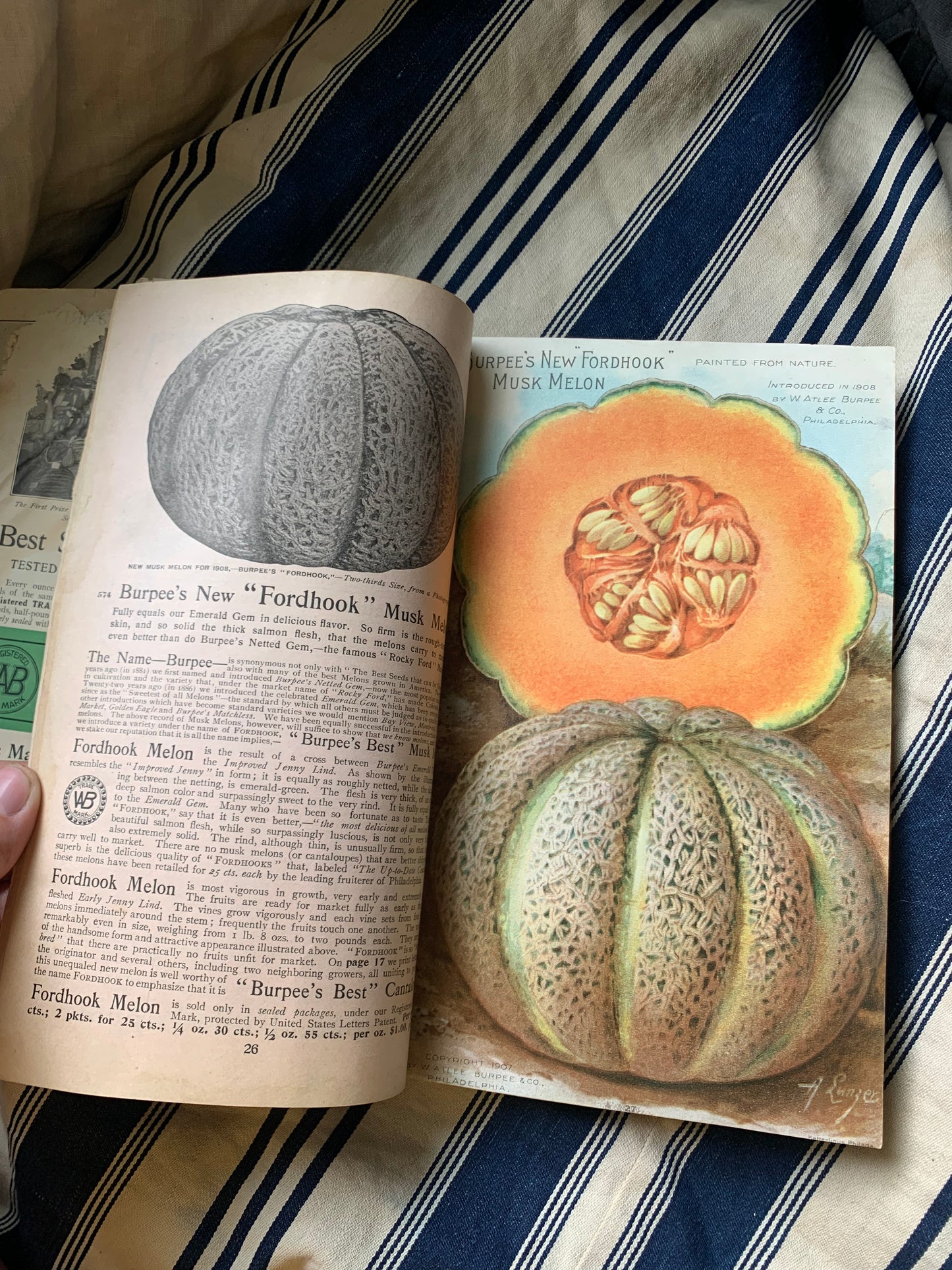 Rare Antique 1908 Burpee seed annual