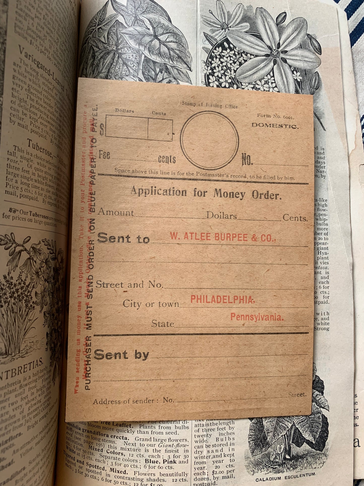 Rare Antique 1908 Burpee seed annual