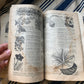 Rare Antique 1908 Burpee seed annual